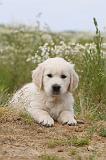 GOLDEN RETRIEVER 290